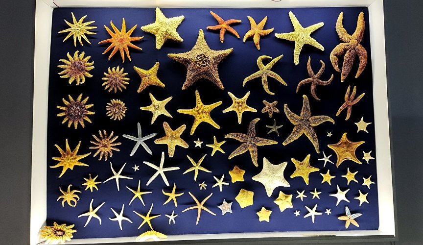 Экспонаты палеонтологического музея в Ливадии // Фото: Валентин Вербицкий