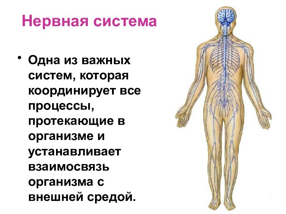 Презентация центральная нервная система человека