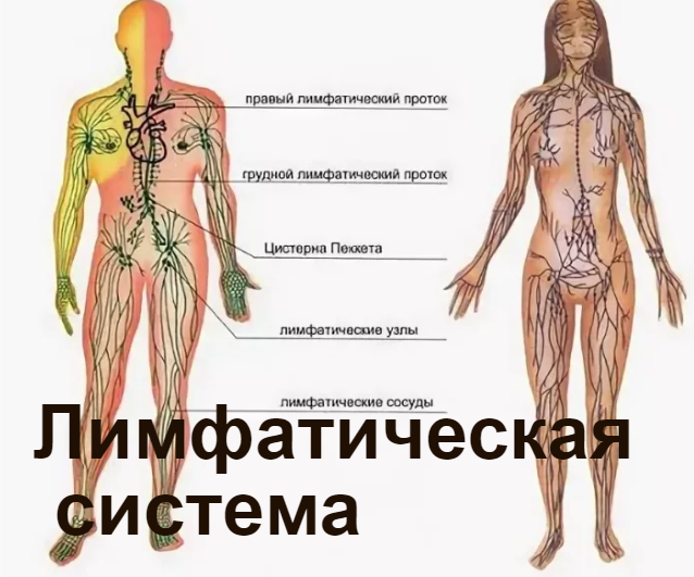 Застой лимфы в организме симптомы. Очистки лимфатической системы. Чистка лимфатической системы. Очищение организма лимфатической системы. Лимфатическая система очистить.