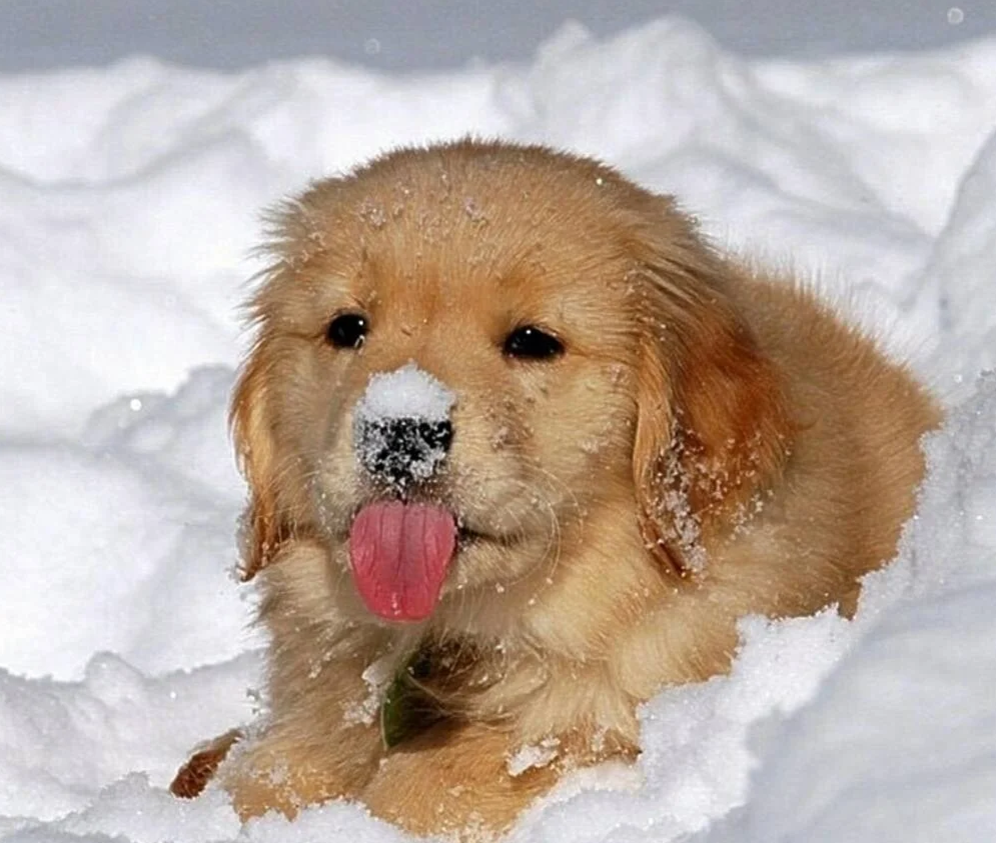 Щенок в снегу