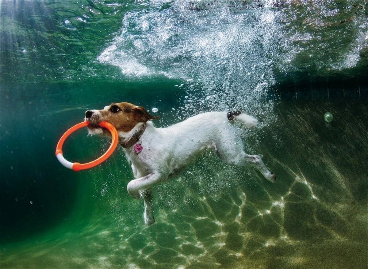 Собака прыгает в воду