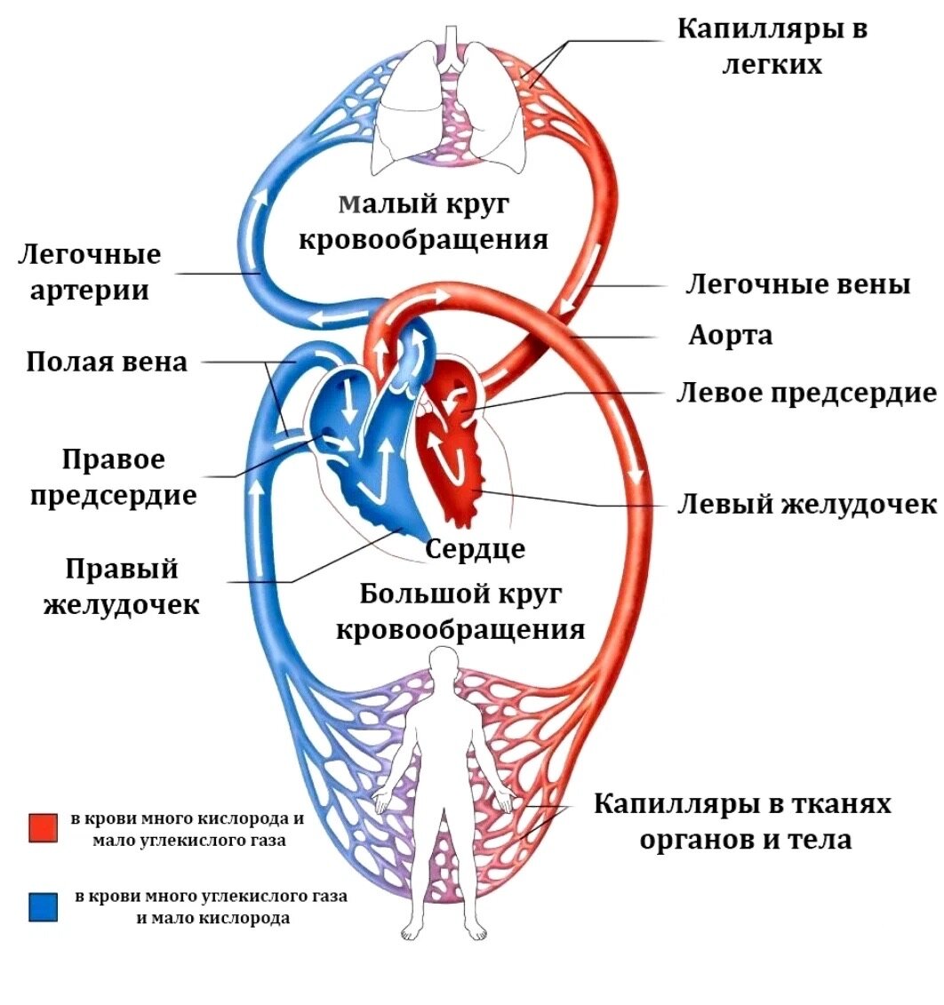 Какой камере сердца начинается большой круг кровообращения