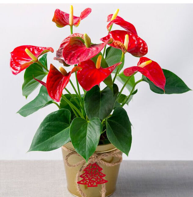 Антуриум или мужское счастье 