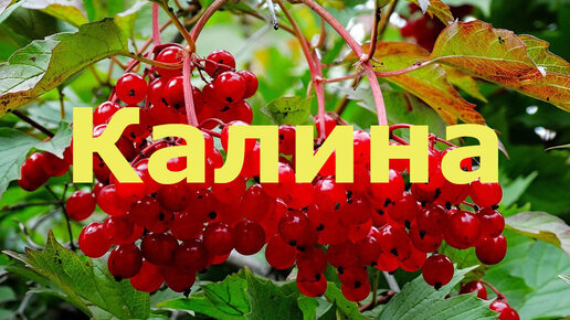 Слушать песню растет калина. Растет Калина песня. Плюсовка растет в этом Калина.