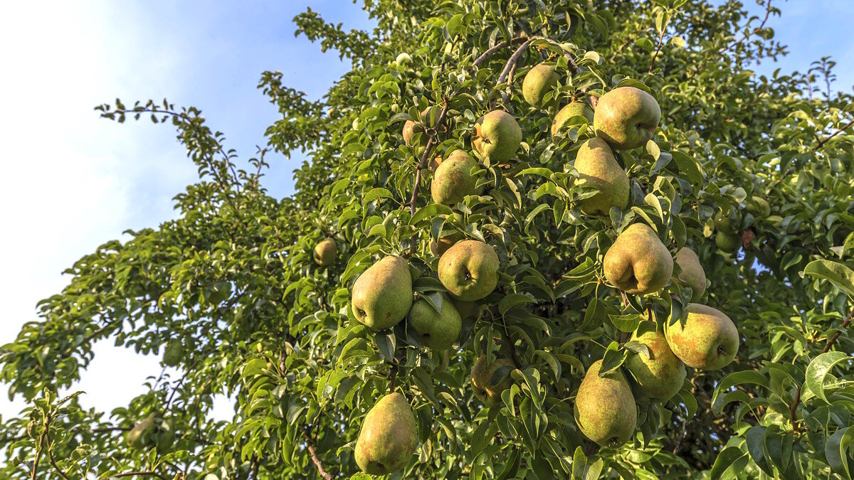 Груша дерево. Груша конференция высота дерева. Груша конференция где растет. Как растут груши вверх. Груша садовая.