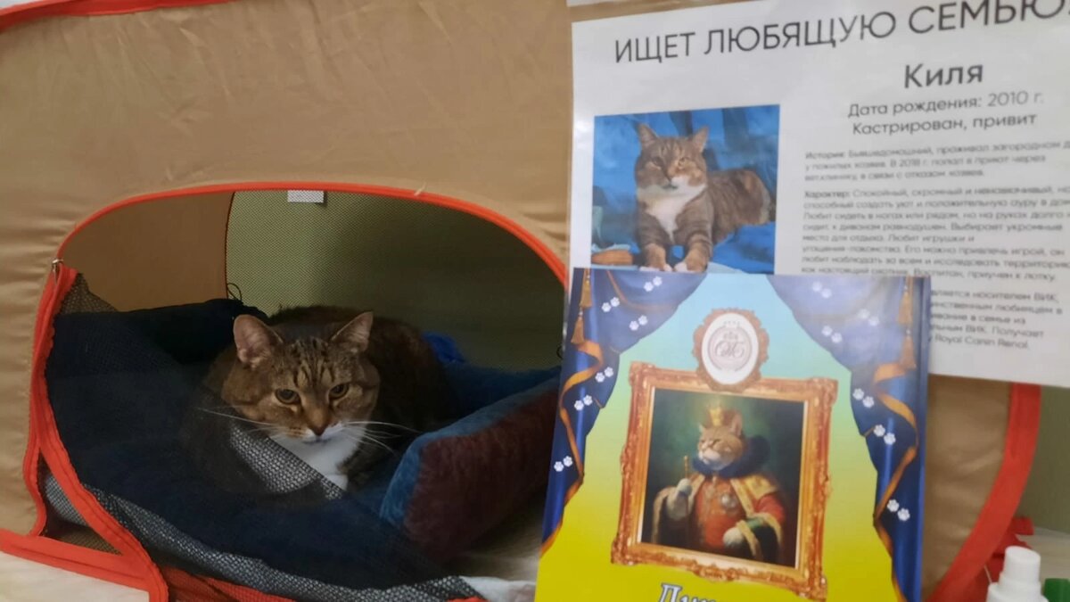 © ВСЕ ОТТЕНКИ КОШАЧЬЕГО. Открытие выставки "Мартовский кот" в AGallery"Брюллоff"