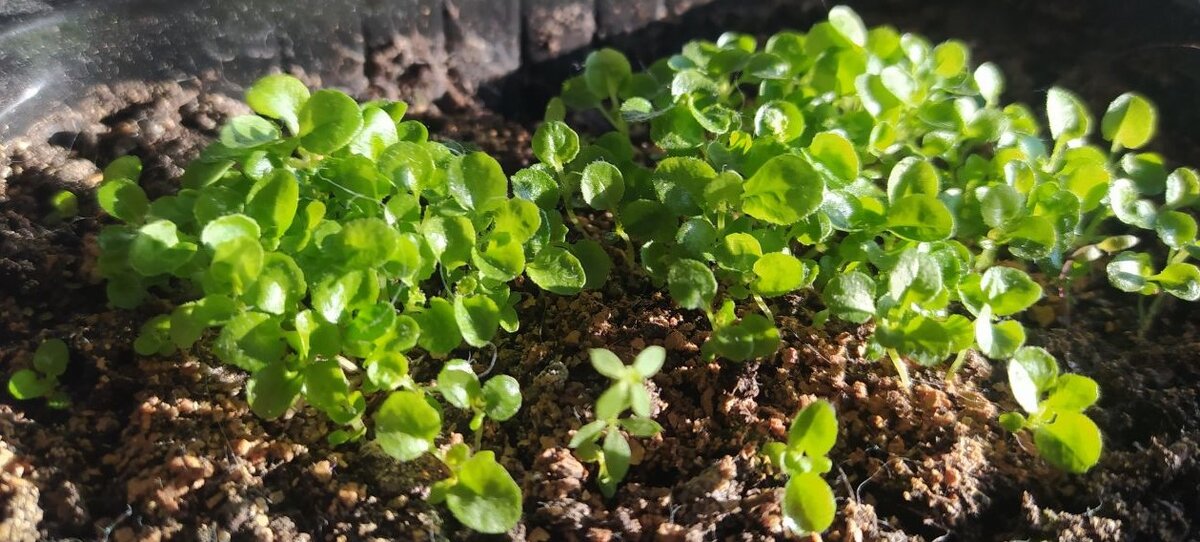 она уже очень хорошо подросла