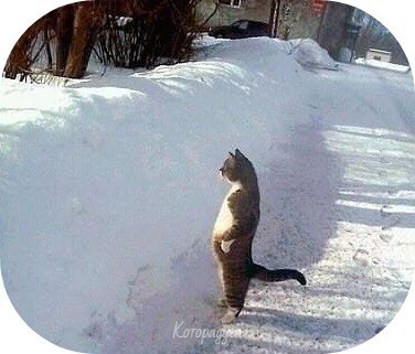 Источник: pinterest.com