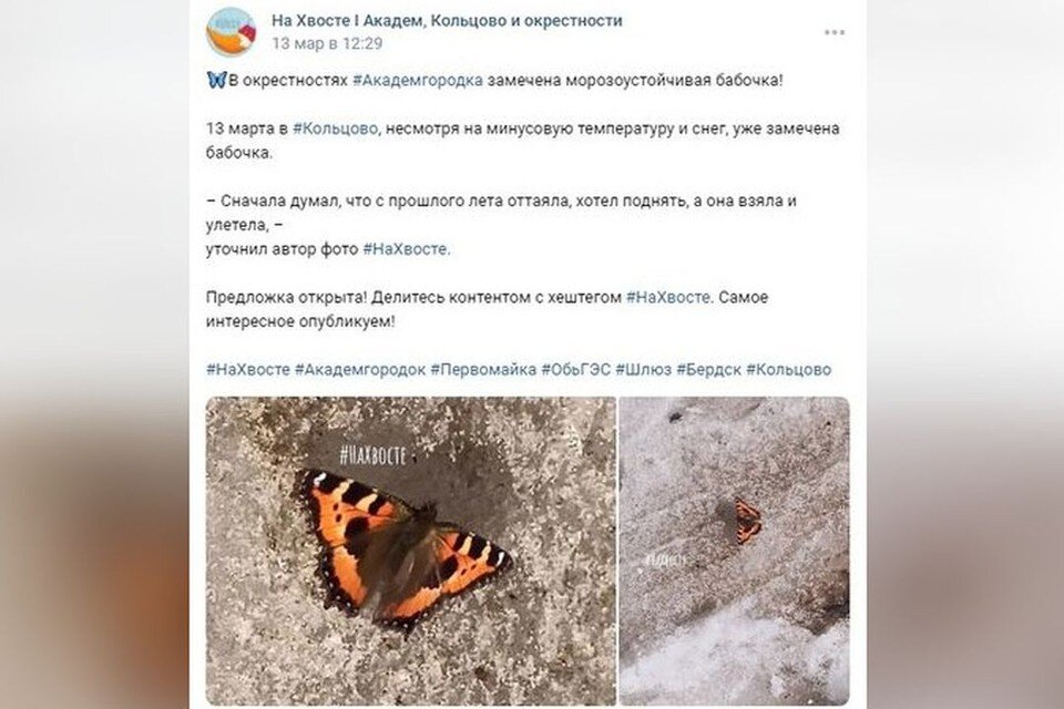     Бабочку заметили 13 марта. Фото: На Хвосте I Академ, Кольцово и окрестности