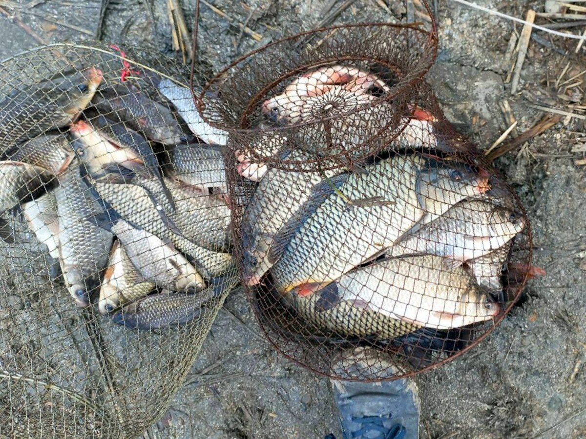 Фото улова с "бесплатника"