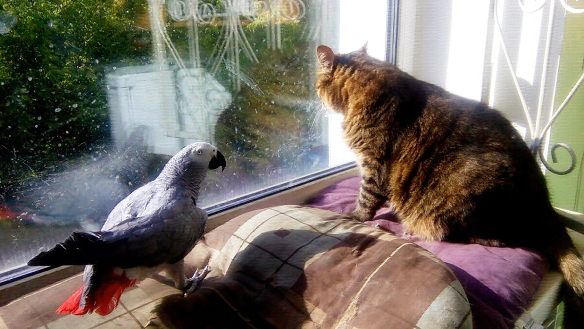 источник фото: zoo69.ru