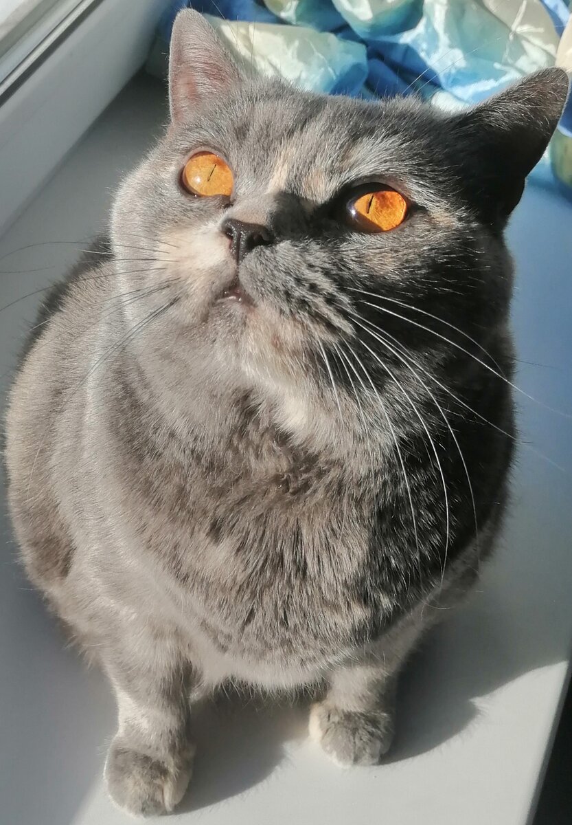 Сонечка, очи ясные. 