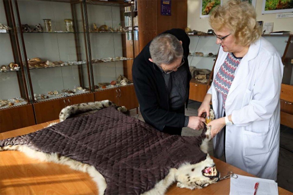     Предположительно, браконьеры подстрелили ирбиса. Фото: АлтГУ