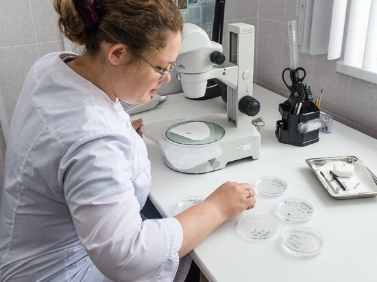     В лаборатории Свердловского референтного центра Россельхознадзора. Фото: refcentr66.ru.