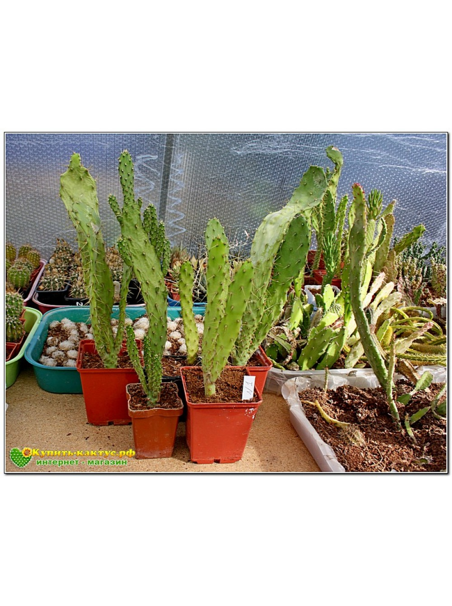  Эту опунцию отличают крупные плоские сегменты, в редко расположенных ареолах которых обычно имеется не более одной коричневатой игловидной колючки. 
К достоинствам Опунция монаканта (Opuntia monacantha 1926) можно отнести оригинальный, «интерьерный» облик, необычайную живучесть, способность быстро расти и формировать кусты причудливой формы. В приемлемых условиях оно еще и зацветает крупными оранжево-желтыми цветками. Но для этого ему нужен простор, емкий горшок с питательной земляной смесью (добавки компоста и содержащих гумус компонентов приветствуются), обилие солнечного света и несколько лет свободного роста.

Заказать Опунция монаканта (Opuntia monacantha 1926) можно в интернет-магазине "Кактусёнок.РФ". Стоимость 399р. за черенок.  Доставка почтой или СДЭК по всей России. фото из питомника Кактусёнок. РФ