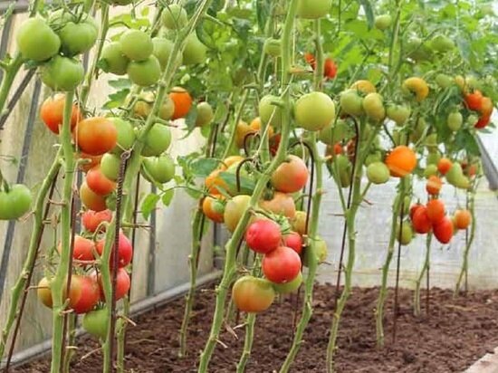 Эксперт рассказал, что делать, чтобы получить большой урожай томатов в теплице 