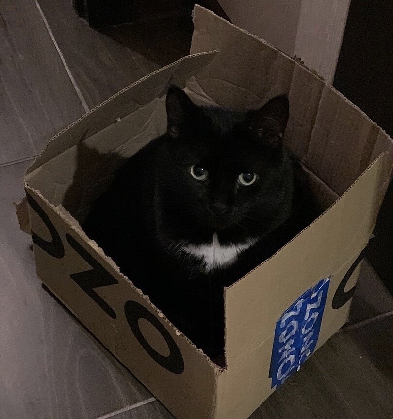 «Меня зацепило его имя, вообще не планировала брать кота🤦🏽‍♀ но в Инстаграме в рекламе мне предложили взять котика по имени Мужчина. Я думаю, кто мог вообще так назвать кота😂
Как только перешла по ссылке поняла-это мой кот! Прошла собеседование, волновалась как будто беру ребёнка😂 В пандемию это было в начале самом. В итоге приехала и влюбилась 😍 Это мой кот! По характеру, по нраву, все в нем хорошо». Котик Мужчина уехал из приюта домой 24 мая 2020 года.