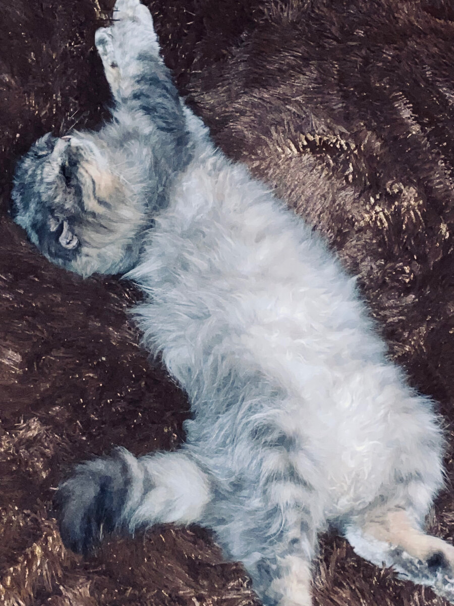 Правильных хозяев я себе выбрал. Филя дрыхнет на нашей кровати. Везде фото автора.