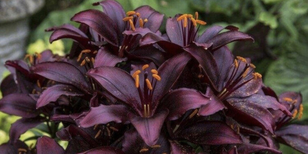 Морозостойкие лилии для суровых регионов