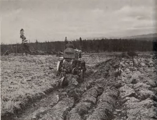 Японцы на полях Карафуто.