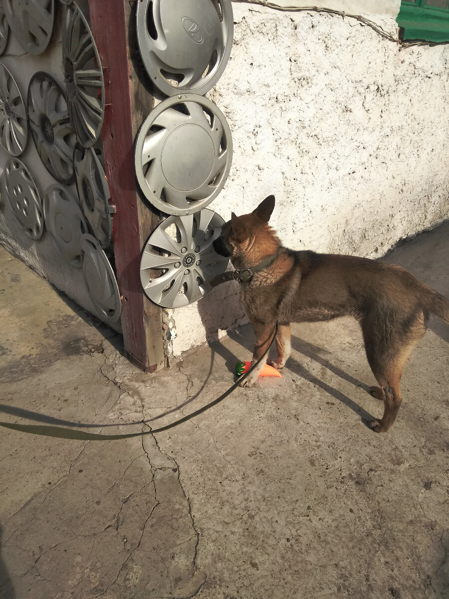 А вот и знаменитая морковка