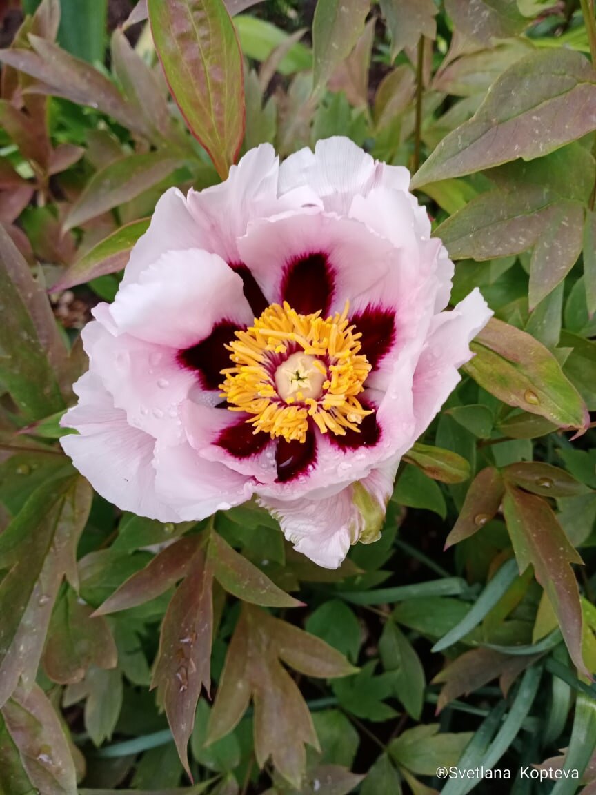 Древовидный пион из коробочки ,растет у нас во дворе в Жулебино. Все руки не доходят его перевести в деревню на участок.Все их я сажала весной  в горшки и путем перевалки в апреле в землю. Имя и не помню и не знаю,но живучий товарищ.В первый два года посадки,я  случайно  на него наступила и сломала.....на следующий сезон вышел еще выше и здоровее.