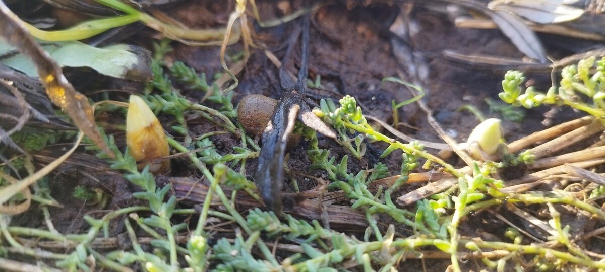 Крокусы уже проклюнулись