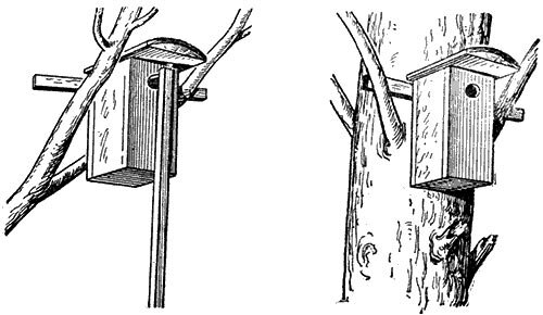 Как и когда вешать скворечник и синичник? | Природа и экология | annie ...