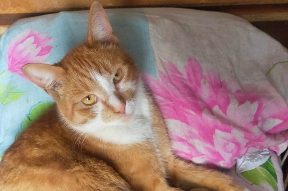    Томичка всю зарплату тратит на содержание 12 кошек