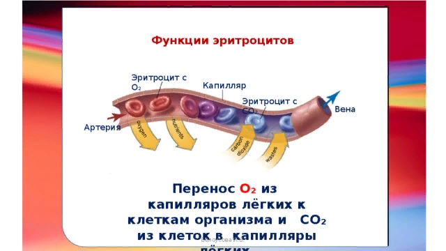         Иллюстрация из свободного доступа.