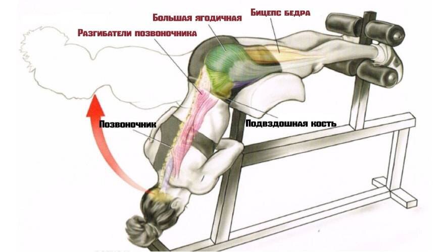 Мышцы разгибатели позвоночника