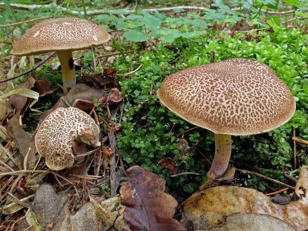 Xerocomus chrysenteron chitoscuta crapacioasa