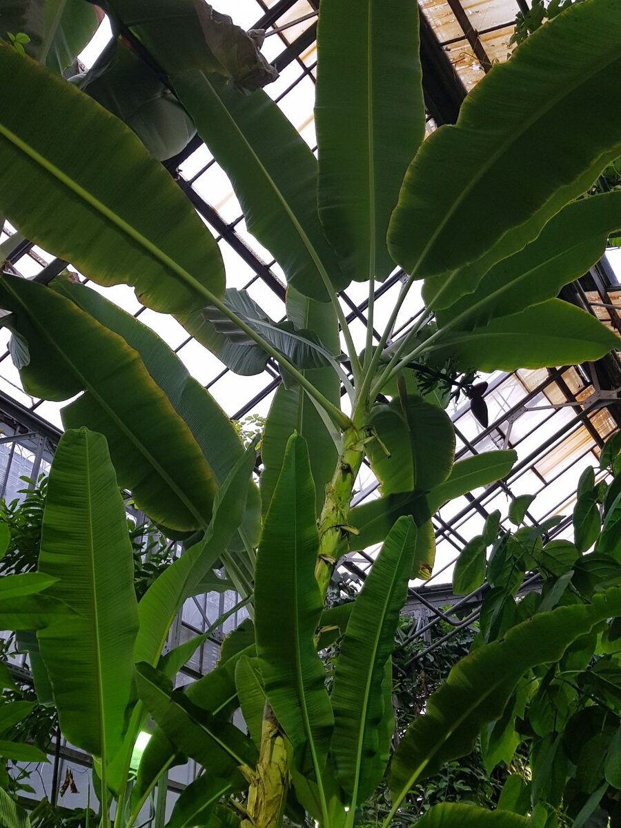 Банановое дерево (фотография автора)