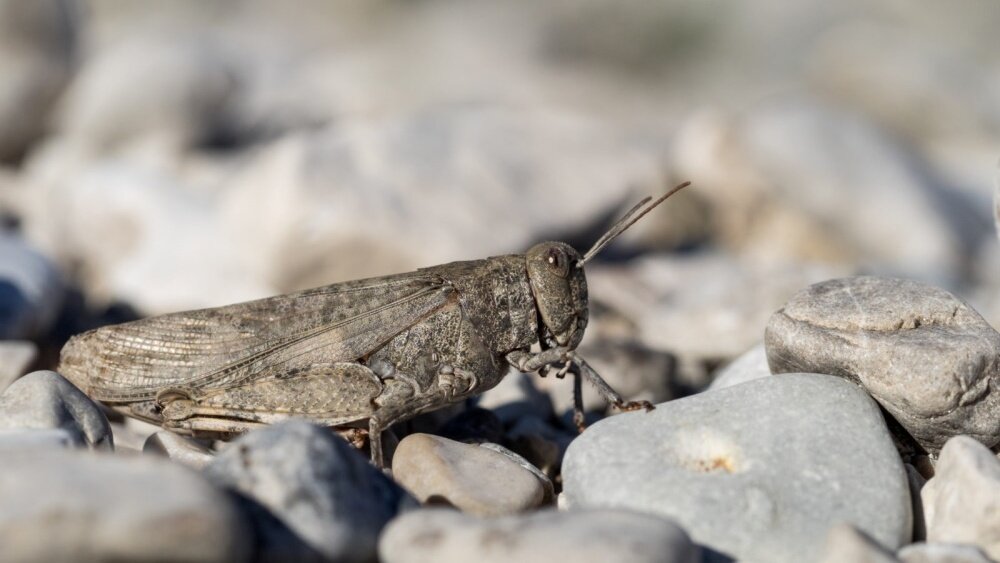    Фото: Jakob Andreä/Leibniz-Institut zur Analyse des Biodiversitätswandels