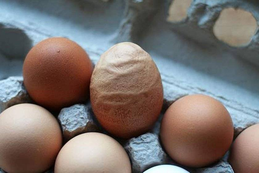 Почему курица несет яйца без скорлупы?