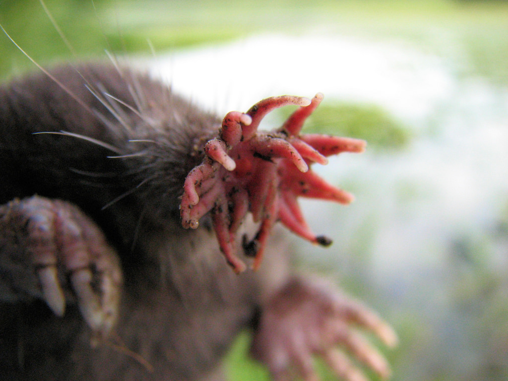 The star-nosed mole (Condylura cristata) is a small mole found in wet low areas 