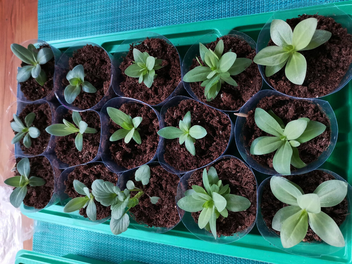 Это моя рассада в этом году { одна виола затесалась }.