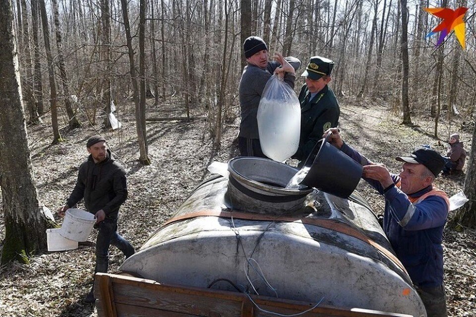     Назвали стоимость березового сока, который будут продавать в Гродно. Фото: архив «КП» Виктор ДРАЧЕВ