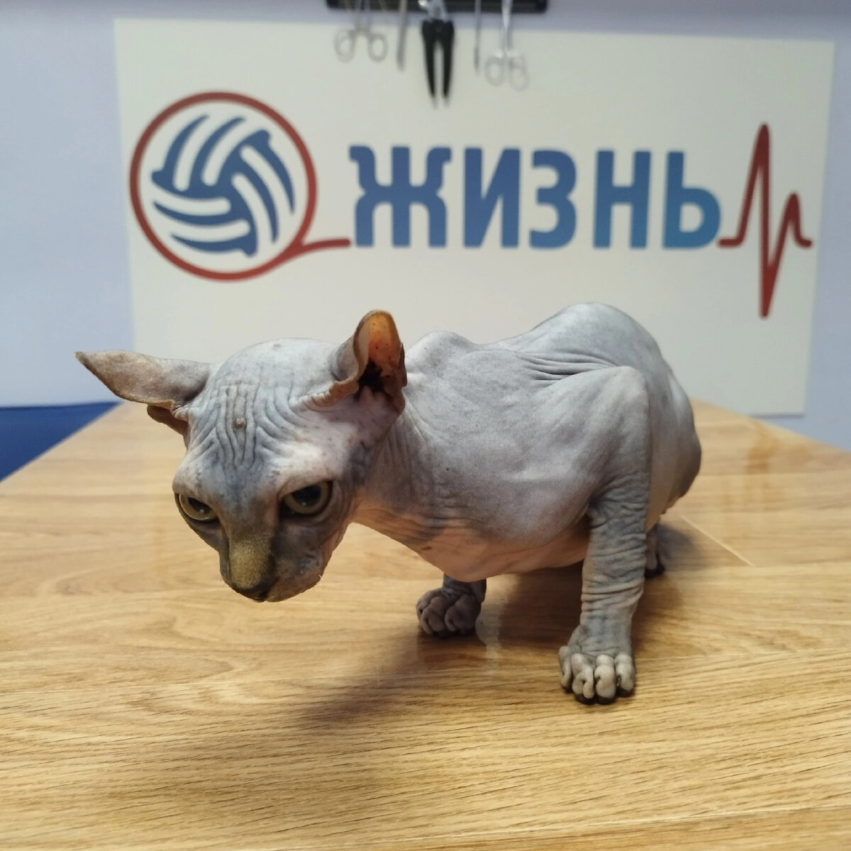 Ветврач офтальмолог в Калуге в ветеринарной клинике "Жизнь"