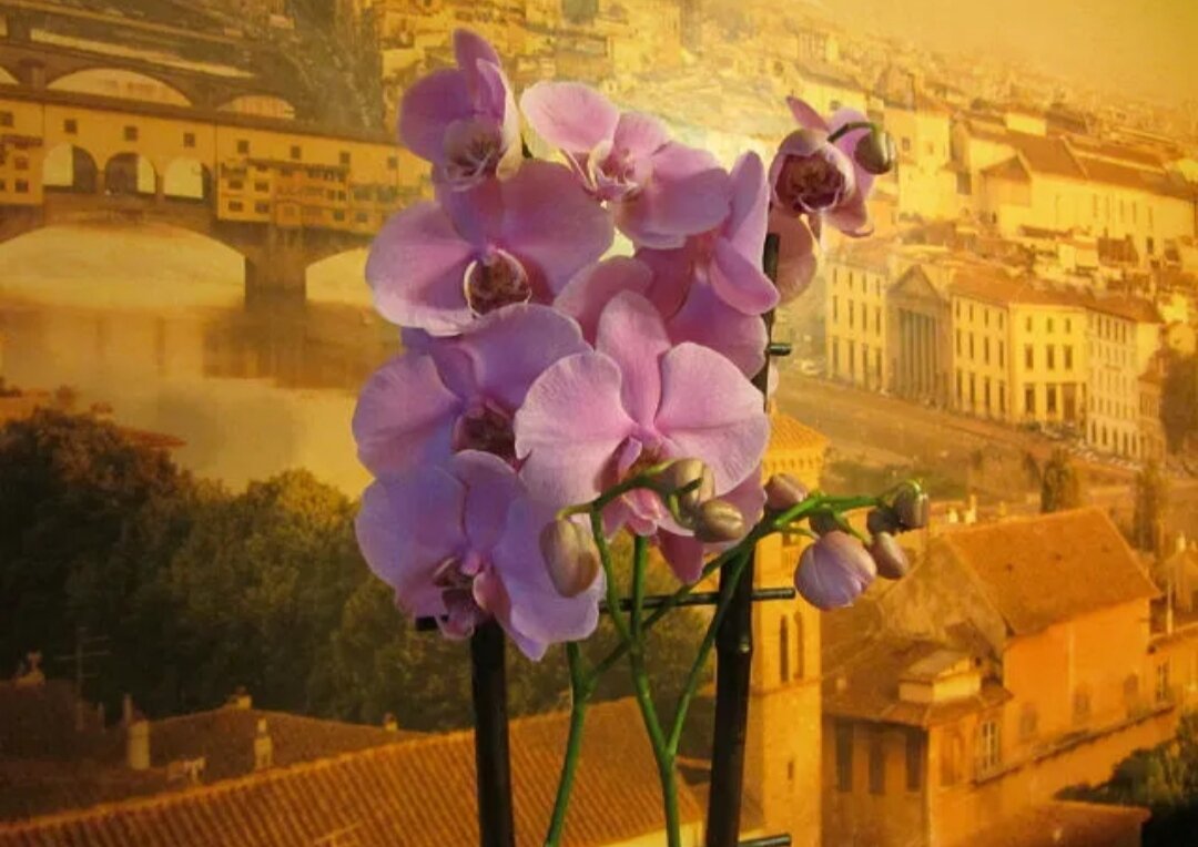 Моя первая орхидея