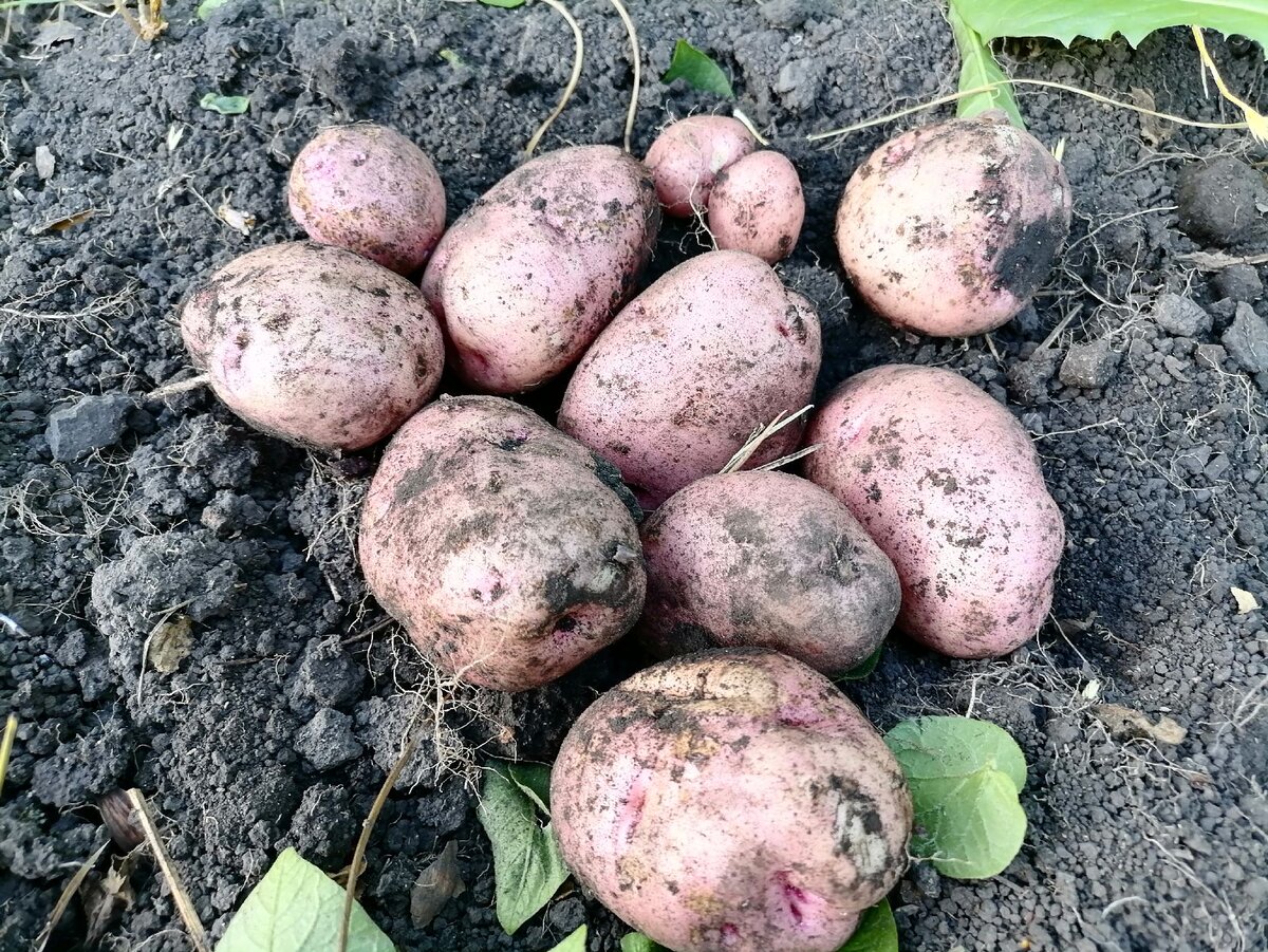 Меньше, но качественнее: какой урожай картофеля собирают томичи в этом году