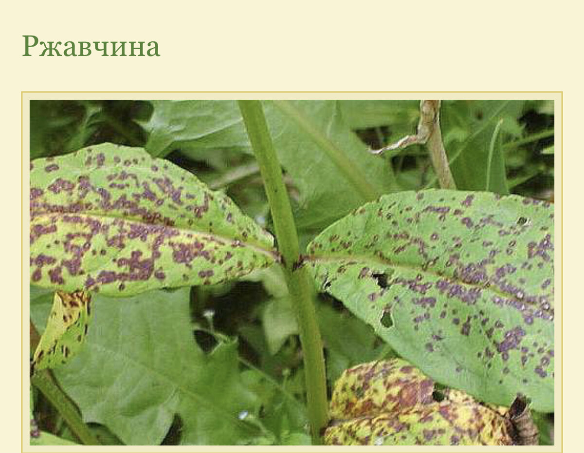 курчавость флоксов. болезни флоксов. альтернариоз флоксов. болезни флоксов. некротическая пятнистость флоксов.