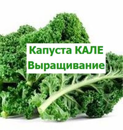 Капуста кал