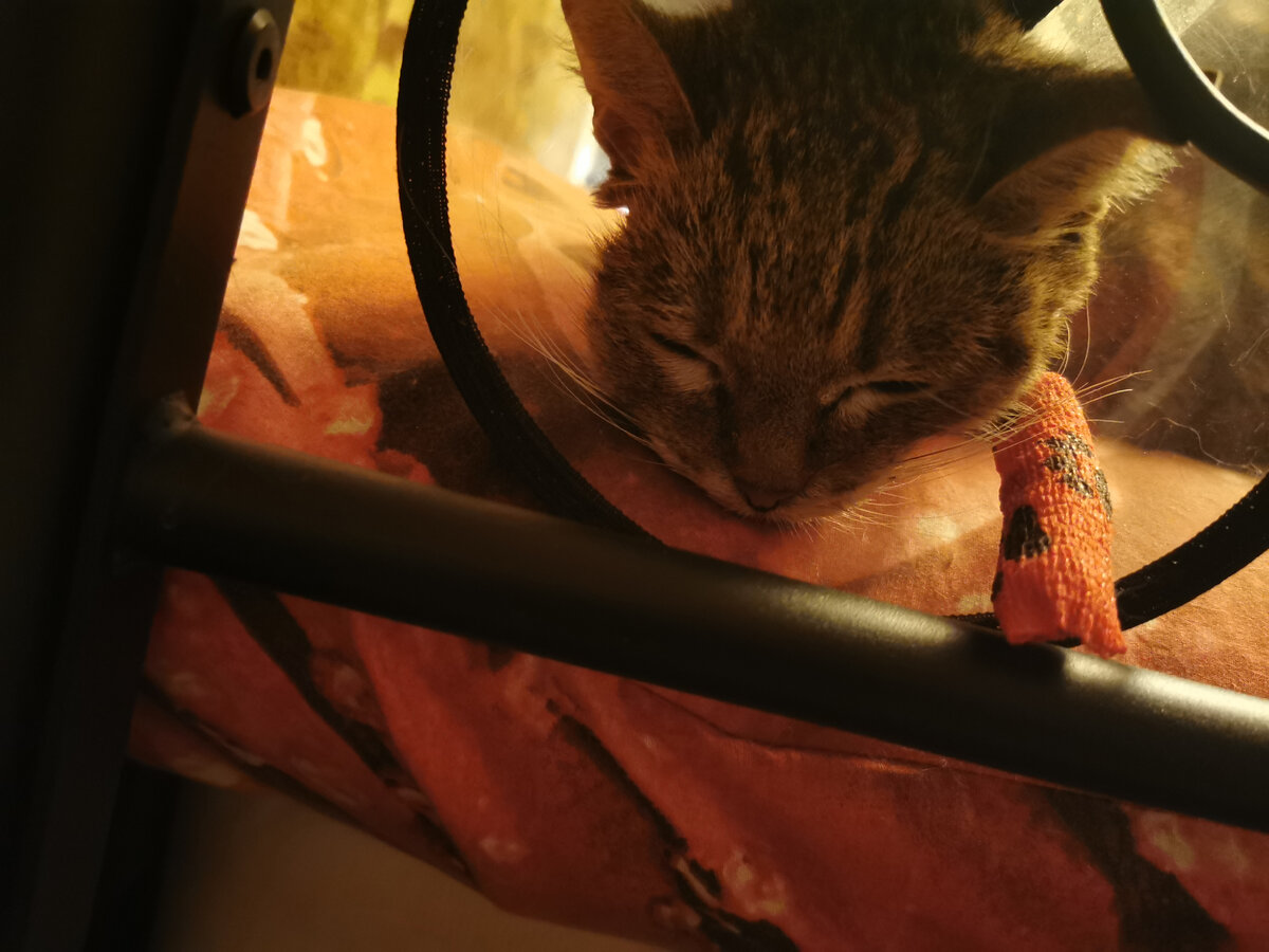 Спит после тяжёлого дня. Фото из личного архива автора.