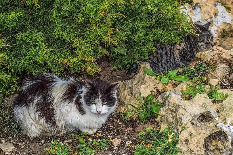 Уличный кот