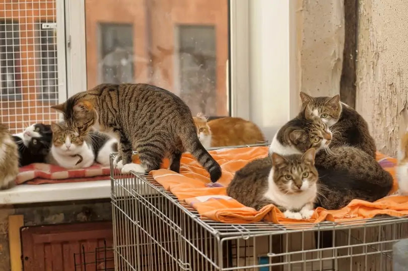 Кошки в приюте