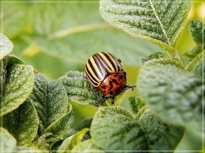 Как предотвратить появление колорадского жука на грядках | Дневник ...