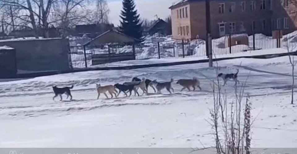     Бродячие собаки в селе Мельниково. Фото: "Регион-70".