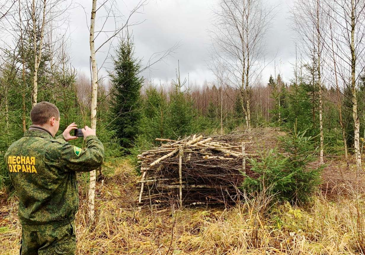 Рослесхоз лес. Истринского филиала ГКУ МО Мособллес. Лесничество. Осинское лесничество. Лесничество картинки.