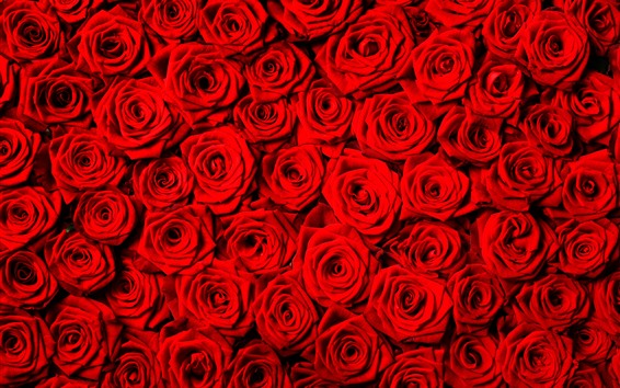 Источник фото:https://s1.best-wallpaper.net/wallpaper/m/1904/Red-roses-background-many-flowers_m.jpg